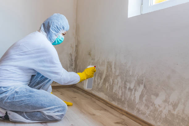 Licensed Black Mold Removal service in Gibson Island, MD - WQB Mold Removal