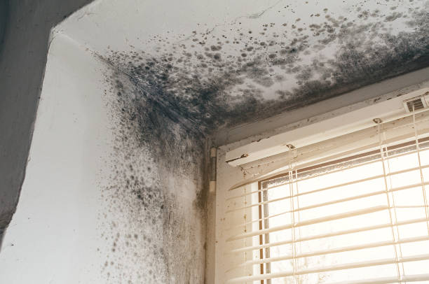 Affordable Black Mold Removal solutions in Gibson Island, MD